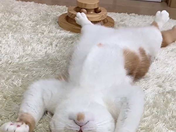 飼い主「うちの猫は、怠け癖があるみたいで…」　遊ぶ姿に「笑った」「うらやましい！」