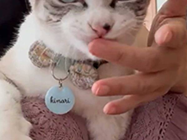 「チンピラかな…？」「眼光が鋭いッ」　飼い主に甘える、猫の表情が？