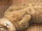 床の上で眠る猫　「ぬいぐるみみたい！」「抱きしめたくなる」