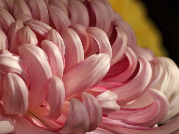 俳優の島村晶子さん、肺炎のため逝去　『オードリー』『ほんまもん』に出演