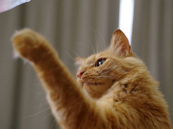 ポケモンカードを買った松丸亮吾　箱に手を伸ばすと邪魔されて？