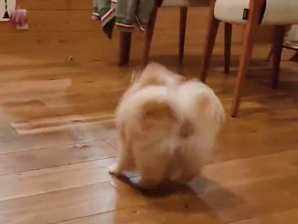 バウンドするボールを取りに行った犬　その様子にキュン！