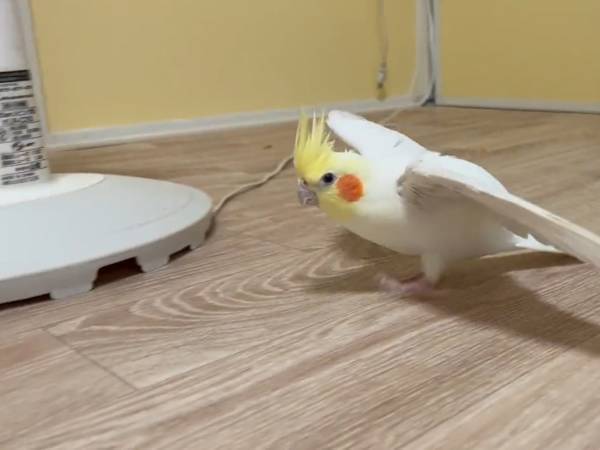 真剣な顔をして歩くインコ　個性的な歩き方に「すごすぎる」「ずっと見ていたい」