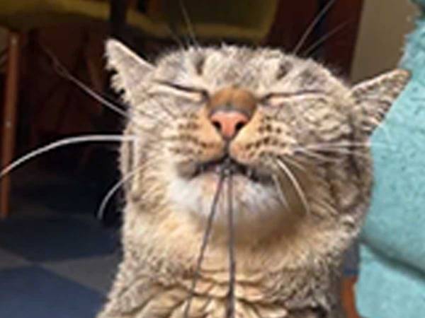 気持ちよさそうに『何か』を引っ張る猫　その正体は…？
