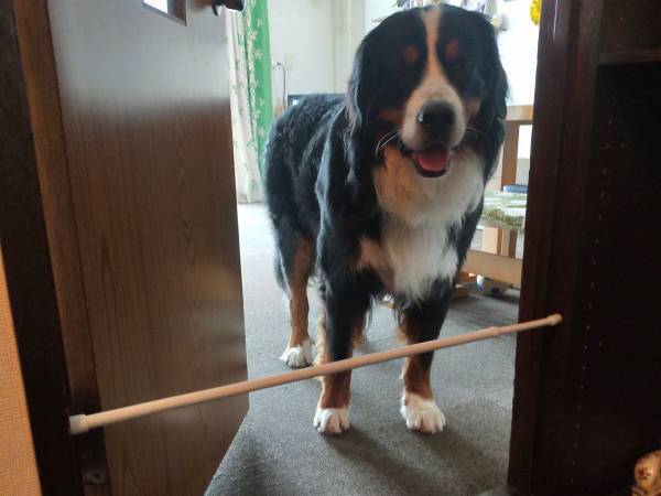 ドアに突っ張り棒を設置した飼い主　愛犬の天然すぎる行動に「あと少し頭を使えば」