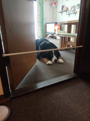 ドアに突っ張り棒を設置した飼い主　愛犬の天然すぎる行動に「あと少し頭を使えば」