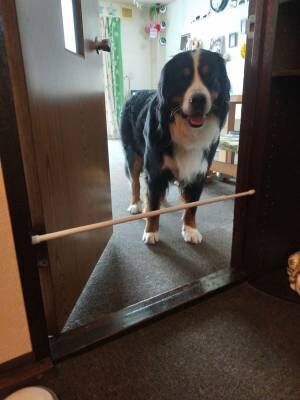 ドアに突っ張り棒を設置した飼い主　愛犬の天然すぎる行動に「あと少し頭を使えば」
