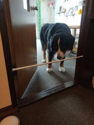 ドアに突っ張り棒を設置した飼い主　愛犬の天然すぎる行動に「あと少し頭を使えば」