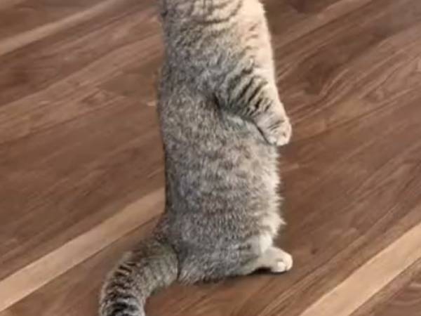 風の音を耳にした猫　動きに「見えてるみたい」「癒された」