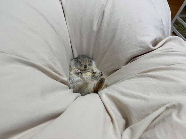 「これは…ぬいぐるみでしょ！」　ふかふかのベッドで眠っているのは…？