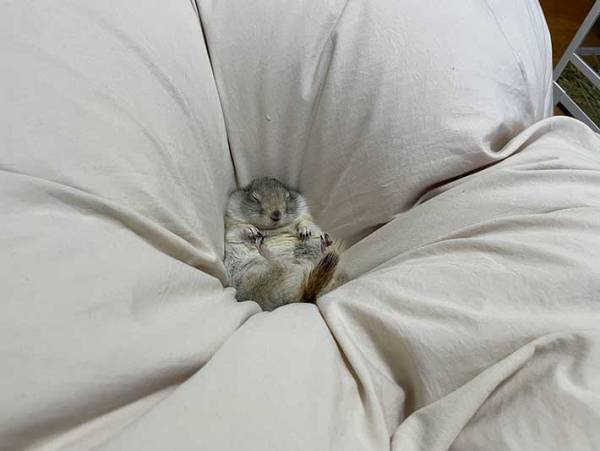 「これは…ぬいぐるみでしょ！」　ふかふかのベッドで眠っているのは…？