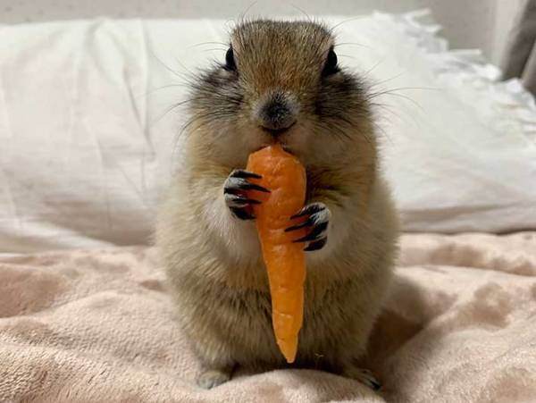 「これは…ぬいぐるみでしょ！」　ふかふかのベッドで眠っているのは…？