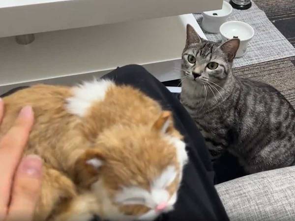 飼い主が、ぬいぐるみを愛でると…？　猫の反応に「笑った」「激しいな！」