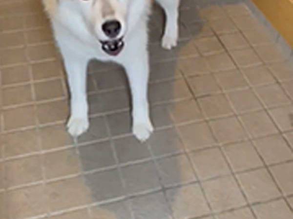 「朝帰りになってしまった」　玄関を開けると、待っていたのは…？