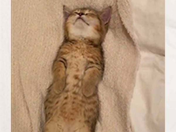 約２０秒で「スヤァ…」　飼い主に寝かしつけられる子猫がかわいすぎた