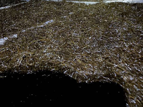 人々でごった返してるフェス会場かと思ったら？　１枚の写真に「だまされた！」