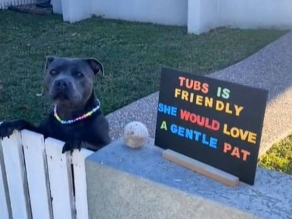 なでられるのが大好きな愛犬のために　飼い主の『アイディア』が大成功！