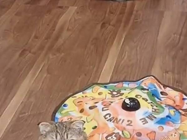 おもちゃのボタンを押してもらおうとお願いする猫　その姿にキュン！