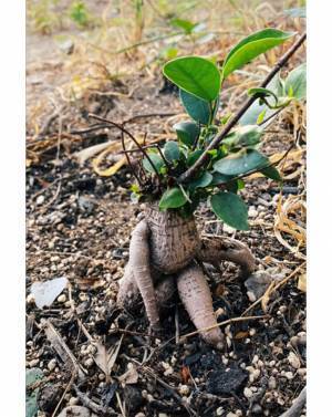 「善意を信じられるお心が素敵」　持ち去られた『ガジュマル』、返してもらおうと看板を立てた結果？