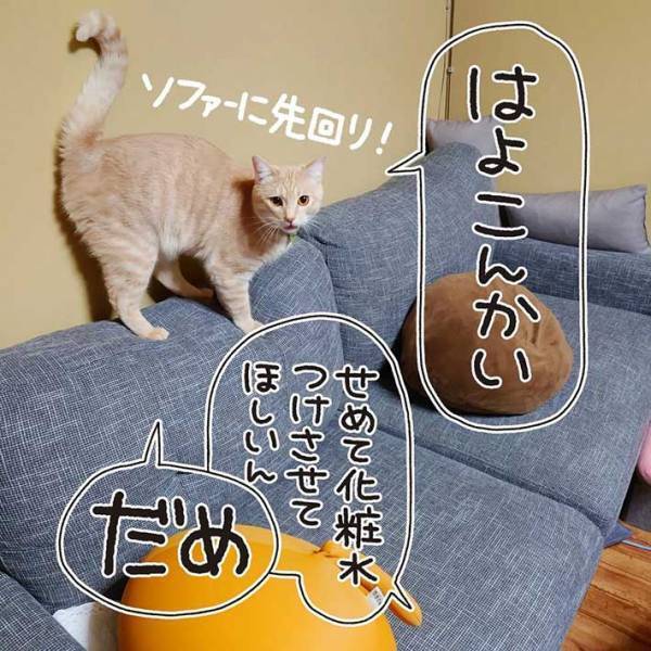 お風呂から上がったばかりの女性　甘えん坊な猫の行動に、キュンとする