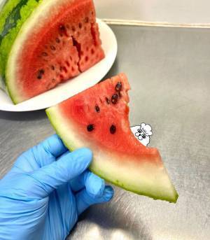 「なぜかおいしい」　料理人の『スイカの切り方』に共感の声　「分かる」「やってみよ」