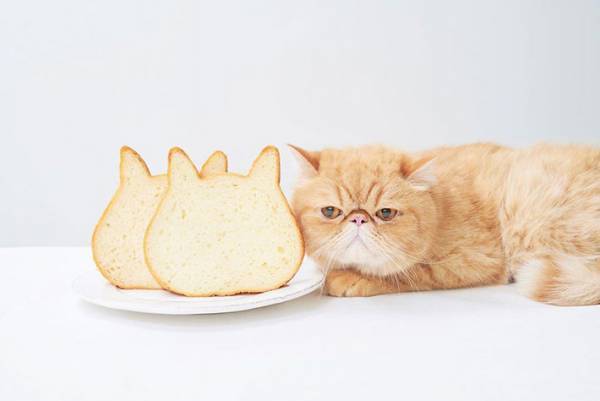 「顔だけじゃ…ない…！」　ねこ型の食パン、上下を逆にしたら…「この手があったか！」
