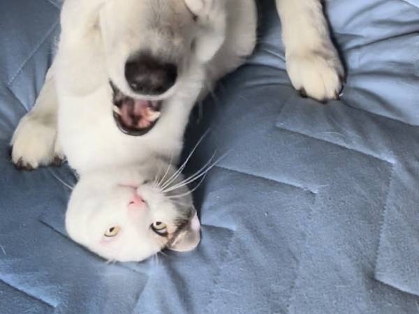 新しくやって来た猫　先輩犬への行動に「元気出る」「爆笑した！」