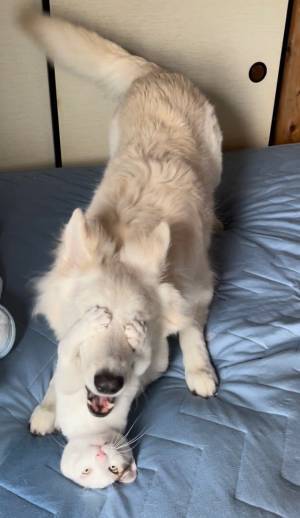 新しくやって来た猫　先輩犬への行動に「元気出る」「爆笑した！」