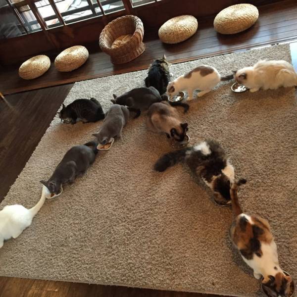 「かわいいが渋滞している…」　猫たちによる『猫大文字』が絶景すぎる