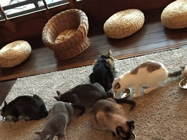 「かわいいが渋滞している…」　猫たちによる『猫大文字』が絶景すぎる