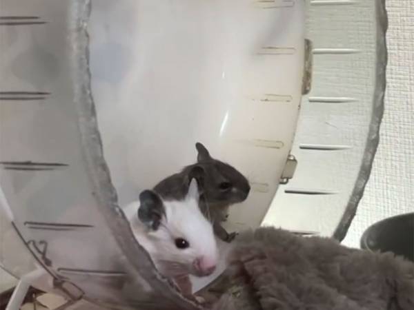 回らない回し車、その理由は？　１本の動画に「お腹が痛くなるほど笑った」