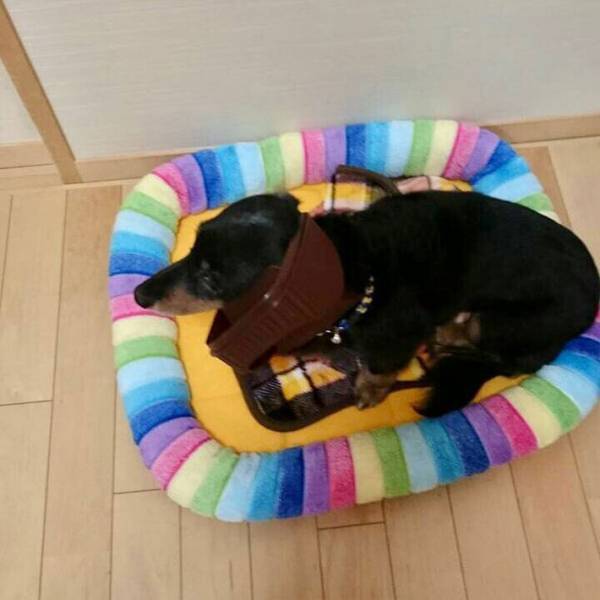 母親「ゴミ箱荒らしてたよ」　愛犬の『証拠写真』に「どうしてそうなった」