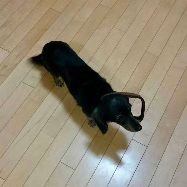 母親「ゴミ箱荒らしてたよ」　愛犬の『証拠写真』に「どうしてそうなった」