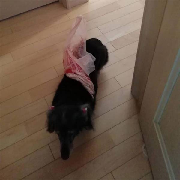 母親「ゴミ箱荒らしてたよ」　愛犬の『証拠写真』に「どうしてそうなった」