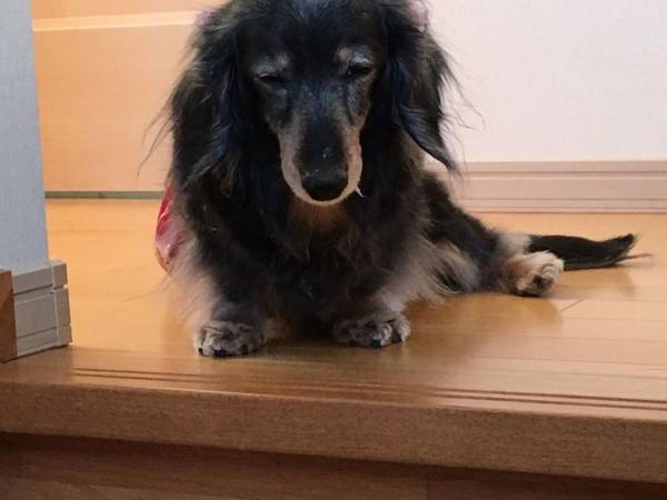 母親「ゴミ箱荒らしてたよ」　愛犬の『証拠写真』に「どうしてそうなった」