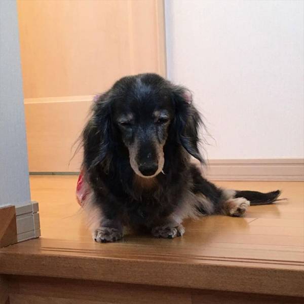 母親「ゴミ箱荒らしてたよ」　愛犬の『証拠写真』に「どうしてそうなった」