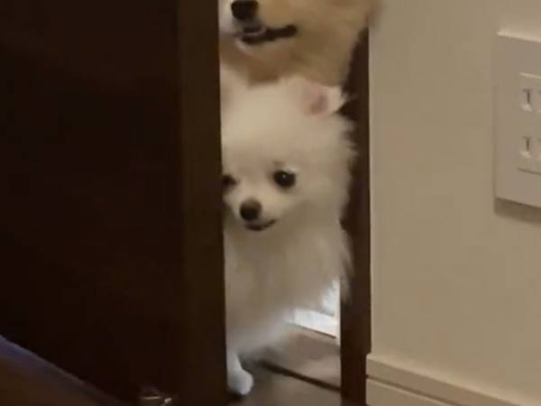 立ち入り禁止の部屋が気になる２匹の犬に「ひょっこりはんみたい！」