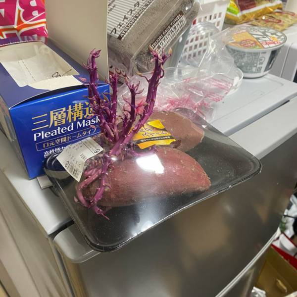 購入したサツマイモを１か月放置していたら…　変化に「どこか禍々しい」