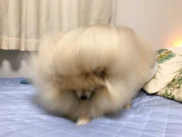 ポメラニアン「あ、寝る？ちょっと待ってね」　寝る前のルーチンワークに笑う