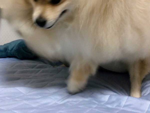 ポメラニアン「あ、寝る？ちょっと待ってね」　寝る前のルーチンワークに笑う
