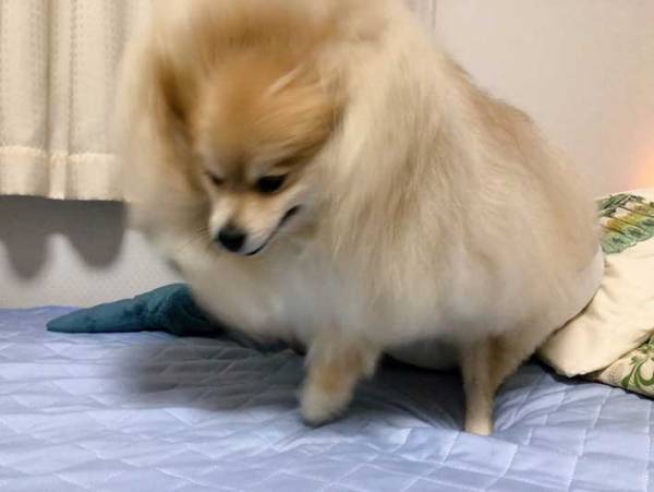 ポメラニアン「あ、寝る？ちょっと待ってね」　寝る前のルーチンワークに笑う
