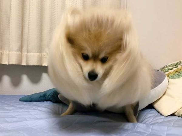 ポメラニアン「あ、寝る？ちょっと待ってね」　寝る前のルーチンワークに笑う