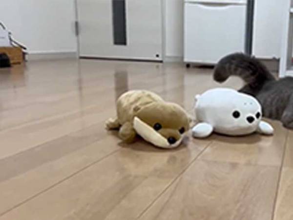 ２体のぬいぐるみを見た猫　その後の行動に「意識してる！」「かわいすぎ」