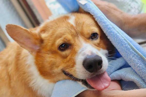 ホースで水をかけられるコーギー　８万件の『いいね』が寄せられた写真がこちら！