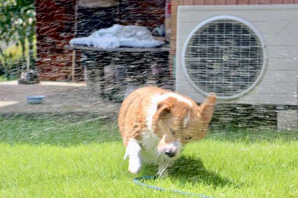 ホースで水をかけられるコーギー　８万件の『いいね』が寄せられた写真がこちら！