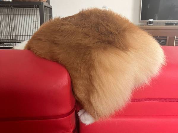 飼い主「どうしたらそうなんのよ」　ぴーぴー鳴くコーギーの姿にツッコミ