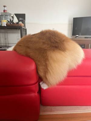 飼い主「どうしたらそうなんのよ」　ぴーぴー鳴くコーギーの姿にツッコミ