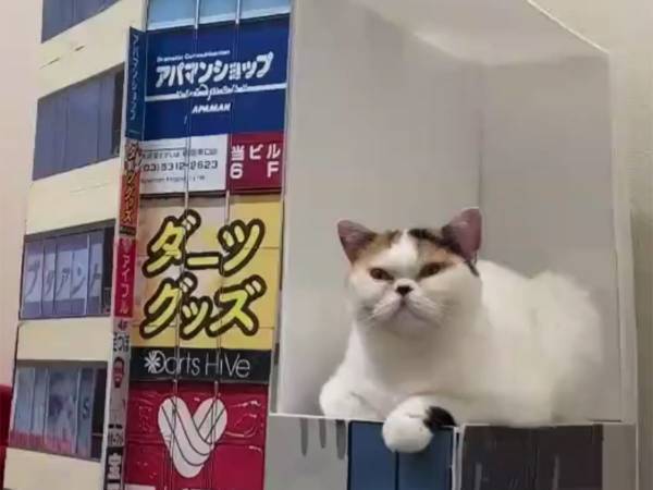 新宿の『3D巨大猫』と思いきや？　動画の最後に「テクノロジーの進歩はすごいな」
