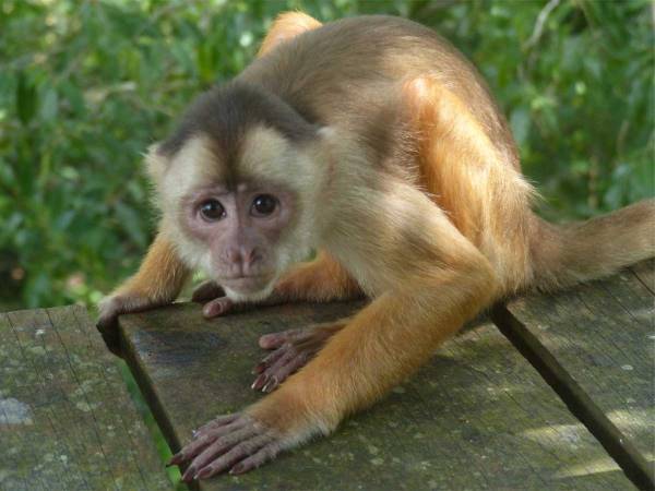 「面白すぎる！」 　野生のサルにタマネギを見せたら…たちまちカオスになった