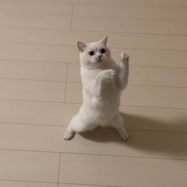 雑草で遊ぶ猫　奇跡の『１枚』に腹筋崩壊！